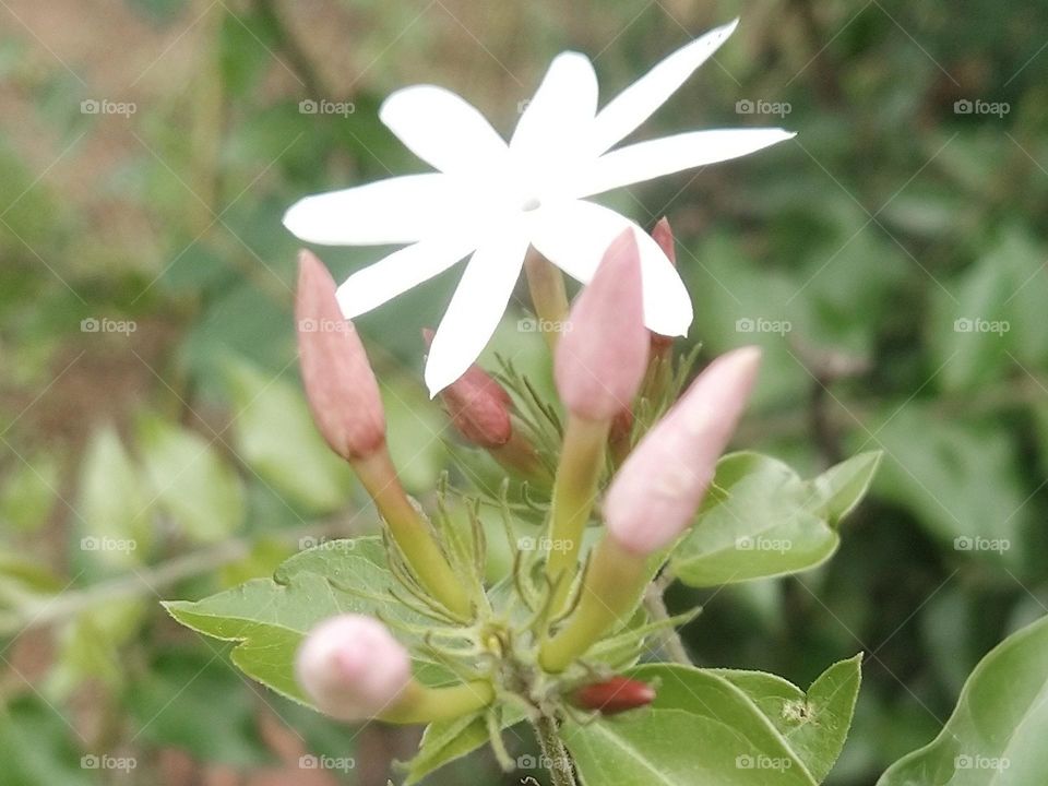 Star jasmine