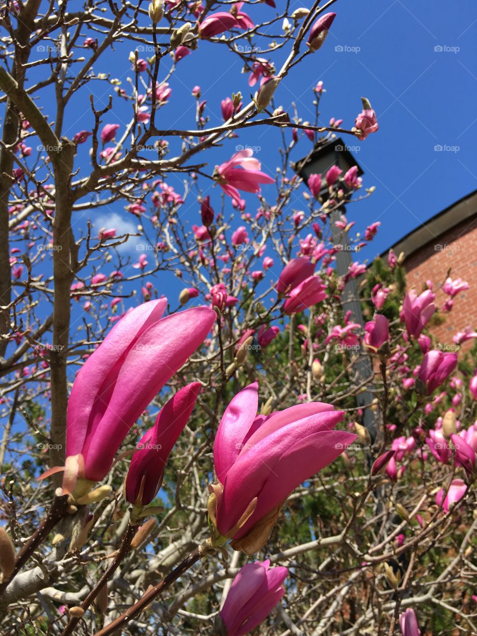 Pink Magnolias