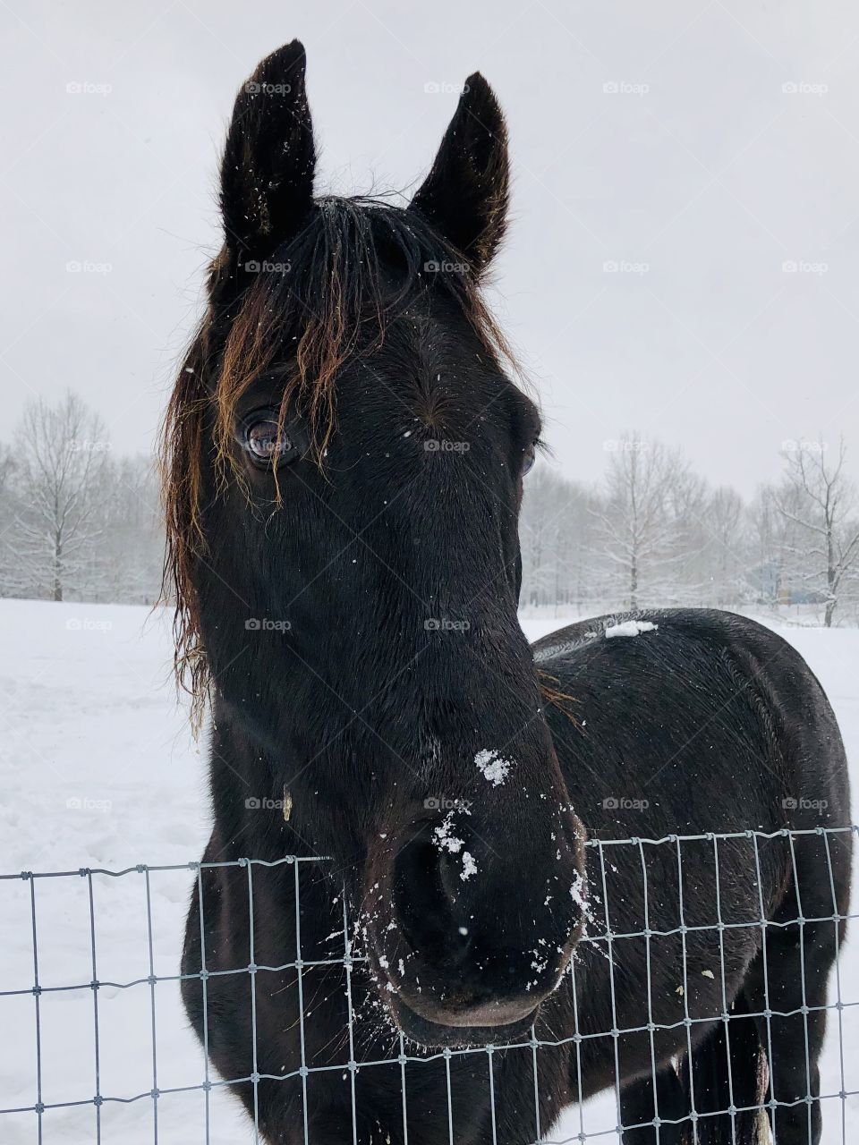 A Handsome Black Horse in the Winter Snow.
