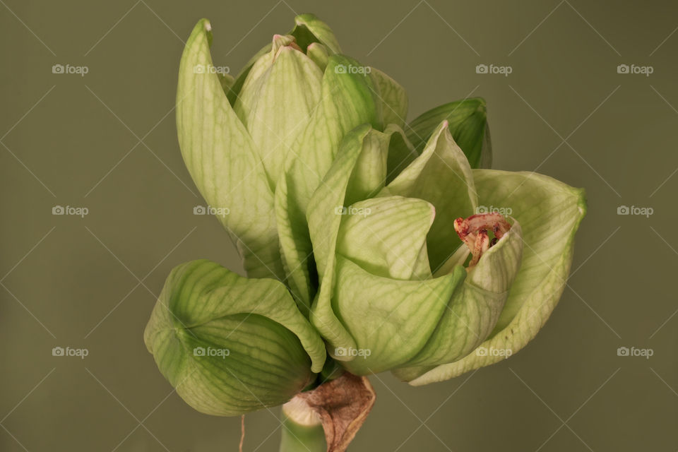 green flowers still amaryllis by oraziotp