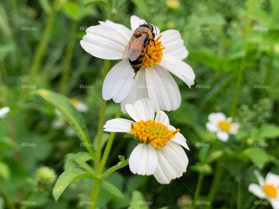 Busy Bee Taking Pollen 