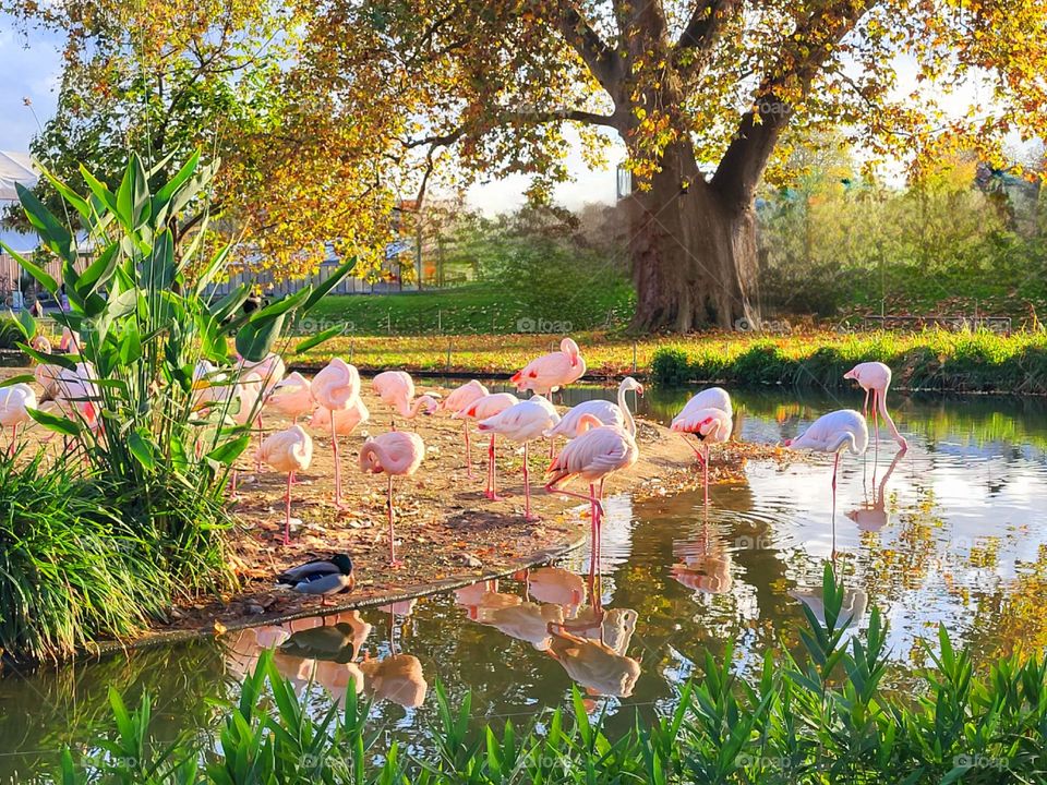 Flamingos