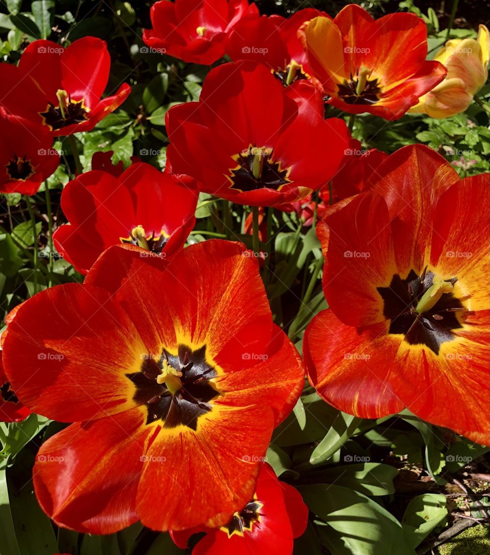 Red Tulips in the Springtime 