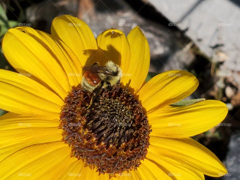 Bumblebee on a sunflower