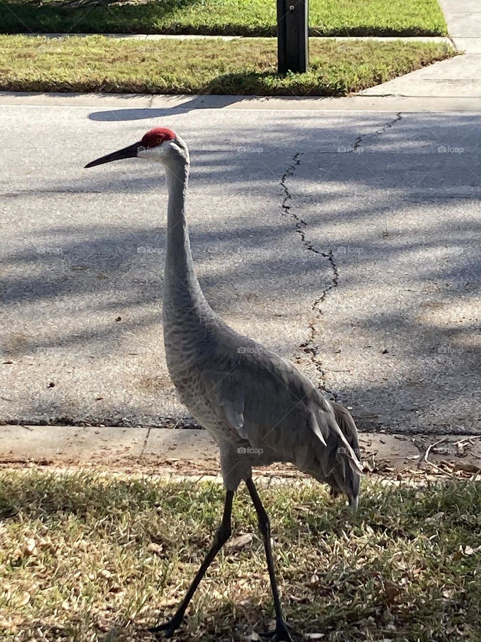 Sandhill crane