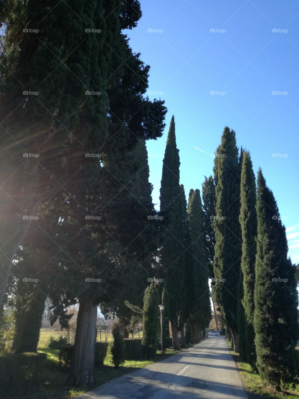 Monumental cypresses