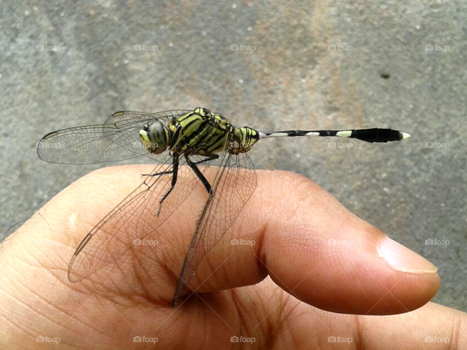 Dragonfly