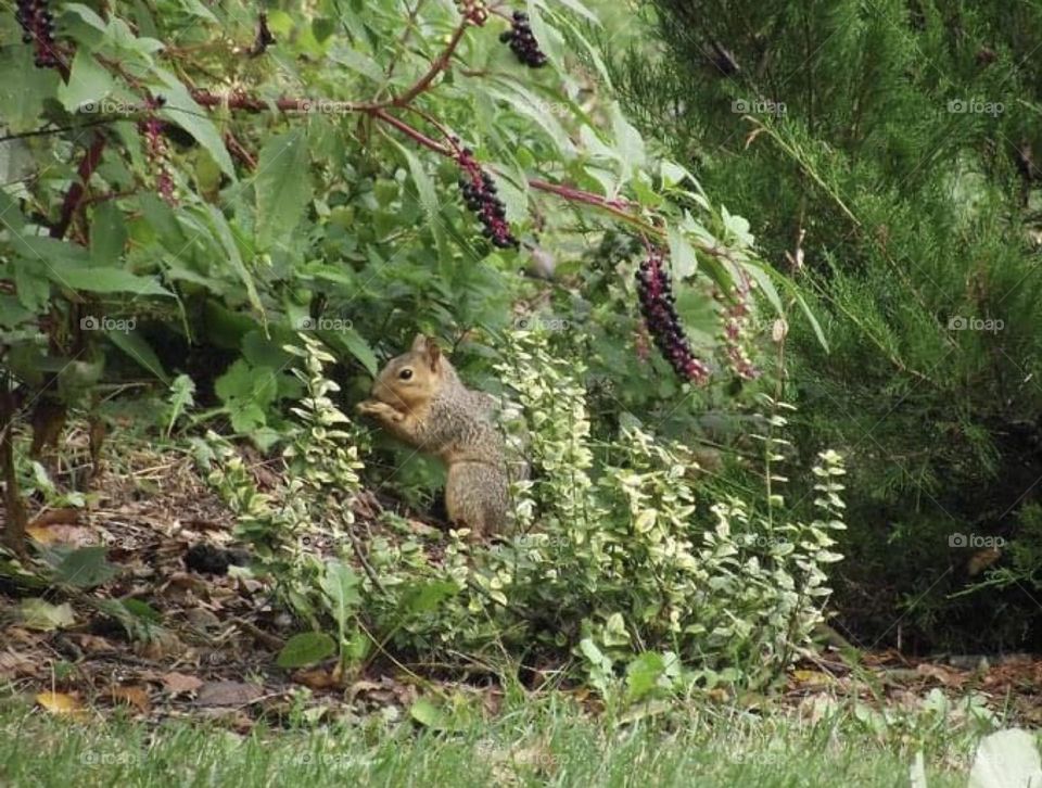 Squirrel eating 
