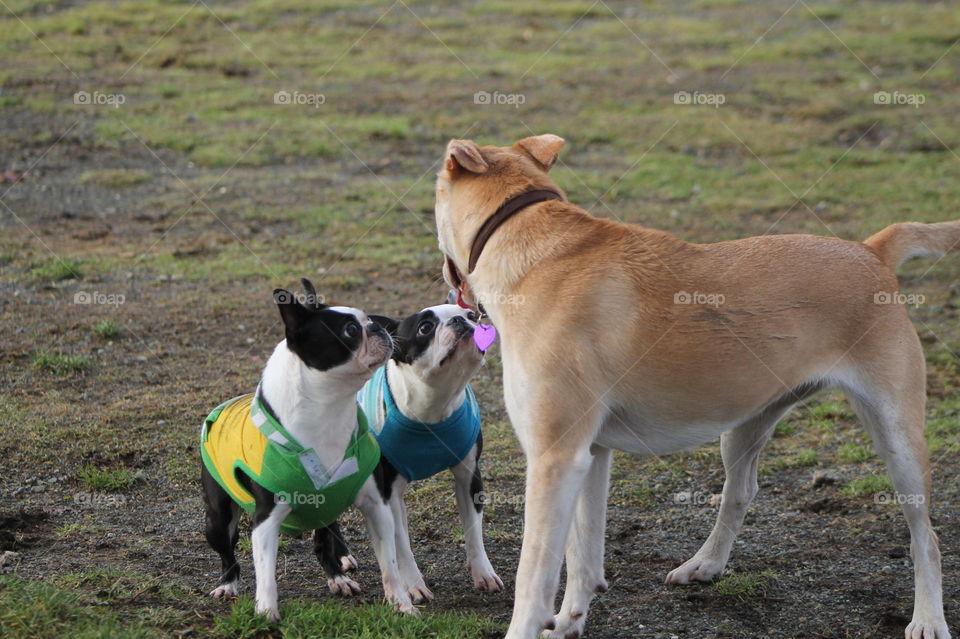 It was dog park time today and it was very busy! The friendly young gold dog was bouncing around my Bostons just wanting some fun but my dogs in their t-shirts were feeling a little territorial.