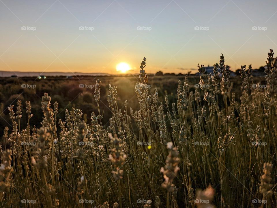 Lavender fields and bees at sunset