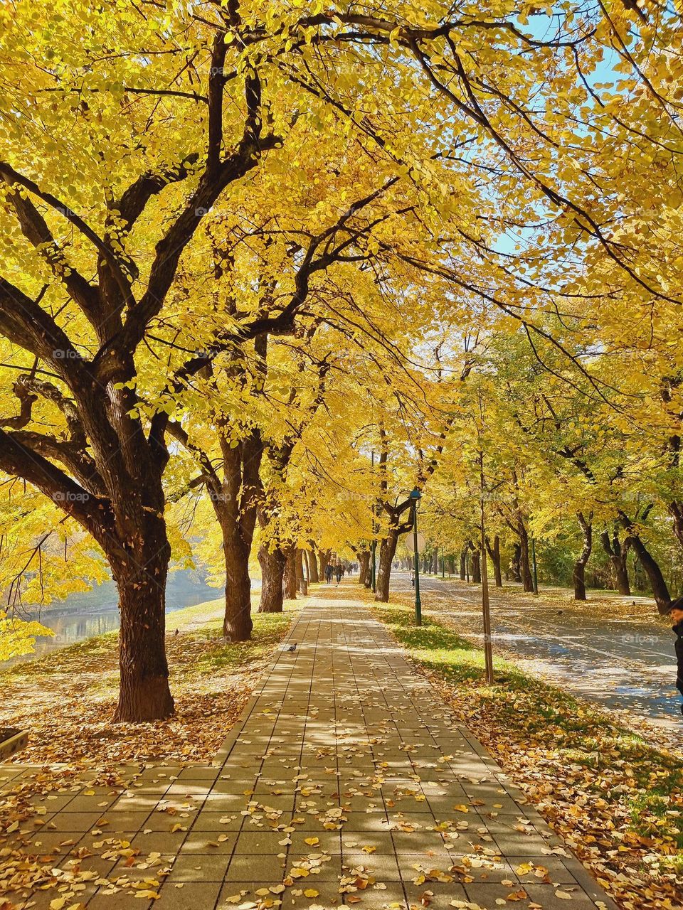 Autumn road