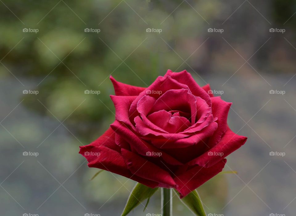red rose and green leaves beautiful colours
