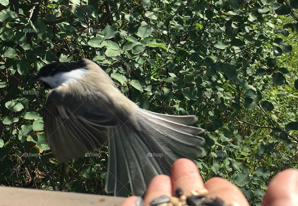 Bird, Nature, Tree, Outdoors, Leaf