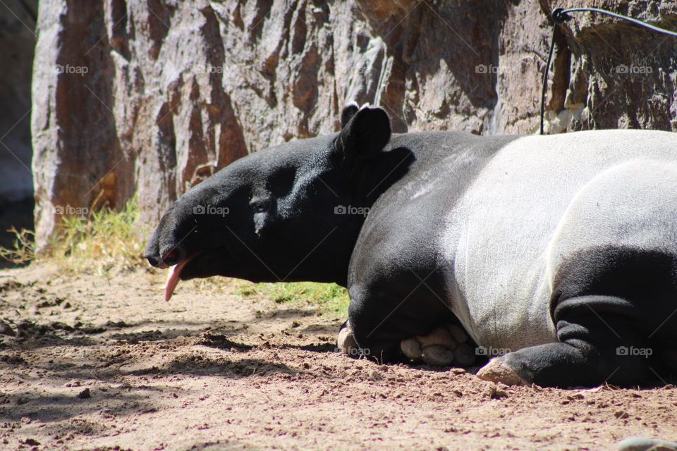 Malayan Tapir