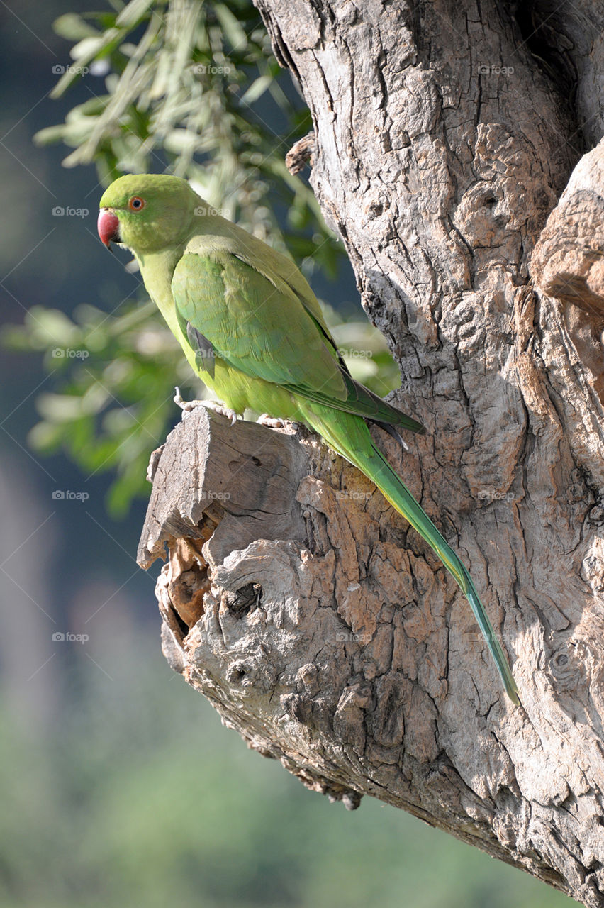 Green parrot