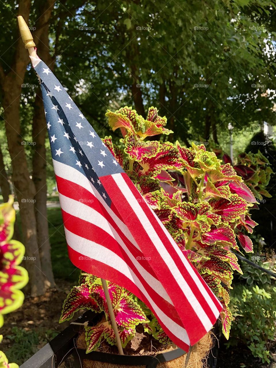 Celebrate Independence Day Fourth of July July 4th USA America United States American Flag backyard neighborhood landscaping container patio plants summer coleus flowers leaves foliage colorful