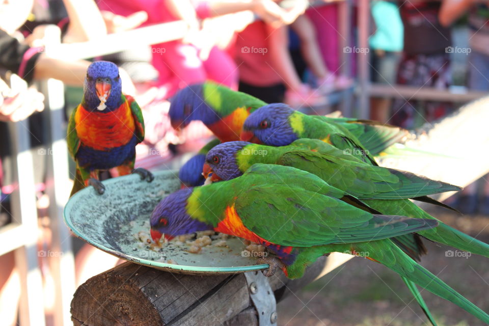 Rainbow lorikeets