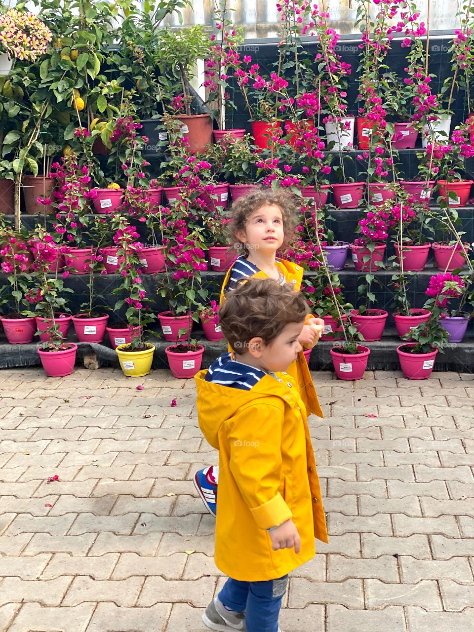 Among the bougainvillea