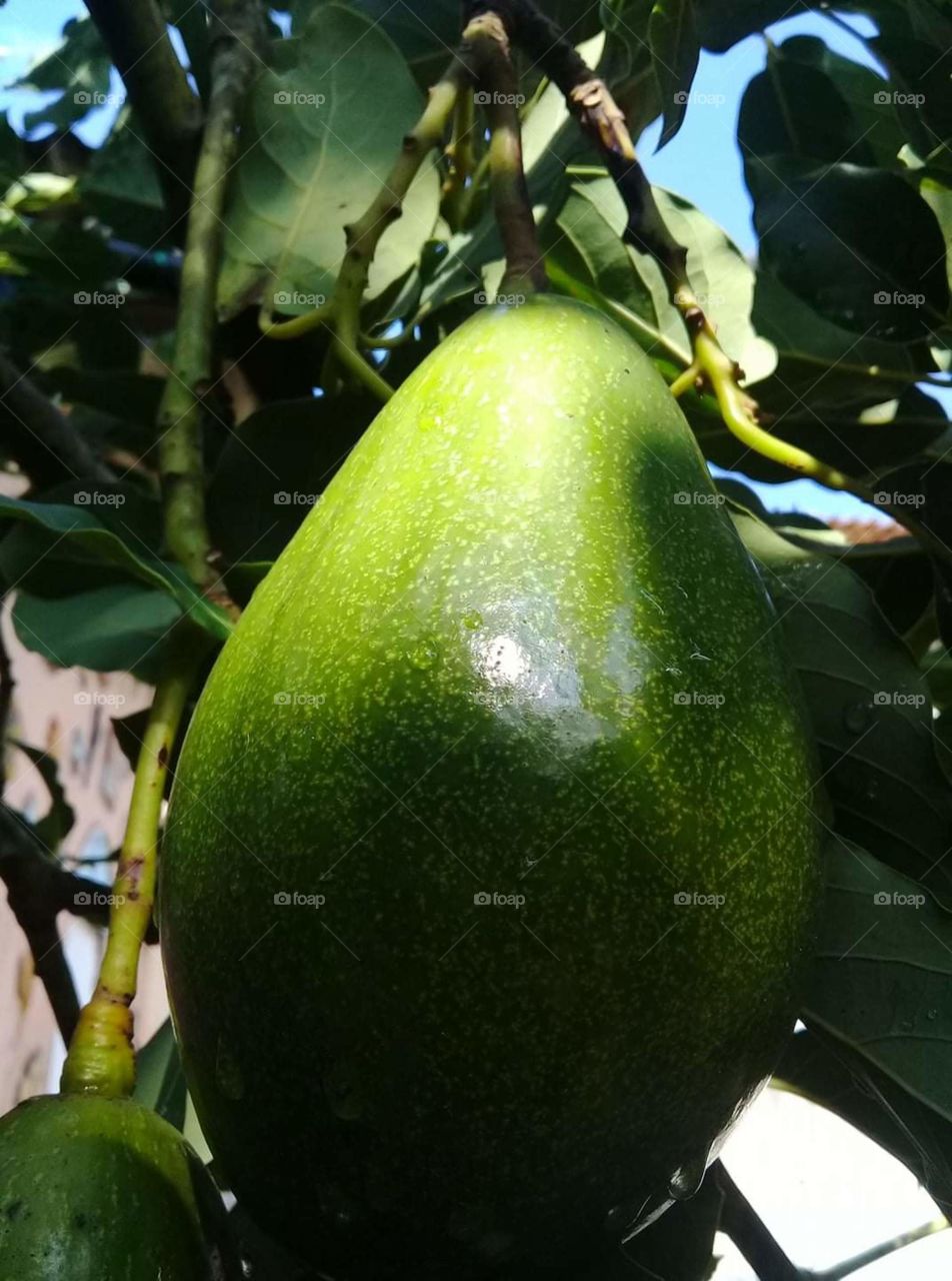 Beautiful avocato, fruity delicious 😋 😋 and the fact good for you end for my 😋