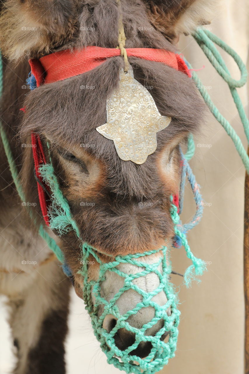 Decorative donkey 