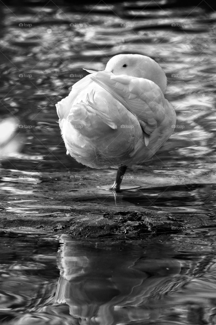 White duck