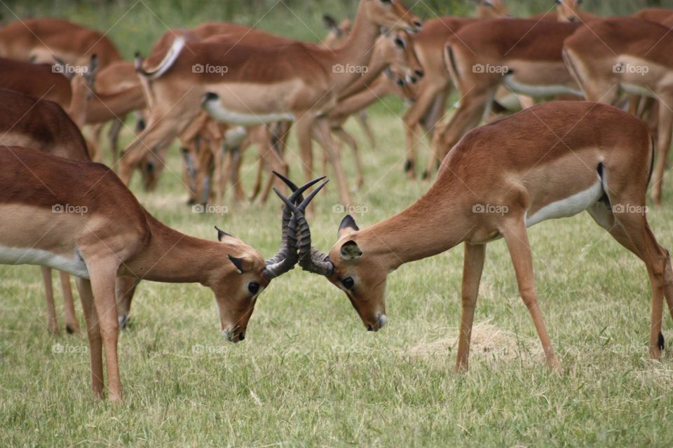 Impala rams play fighting