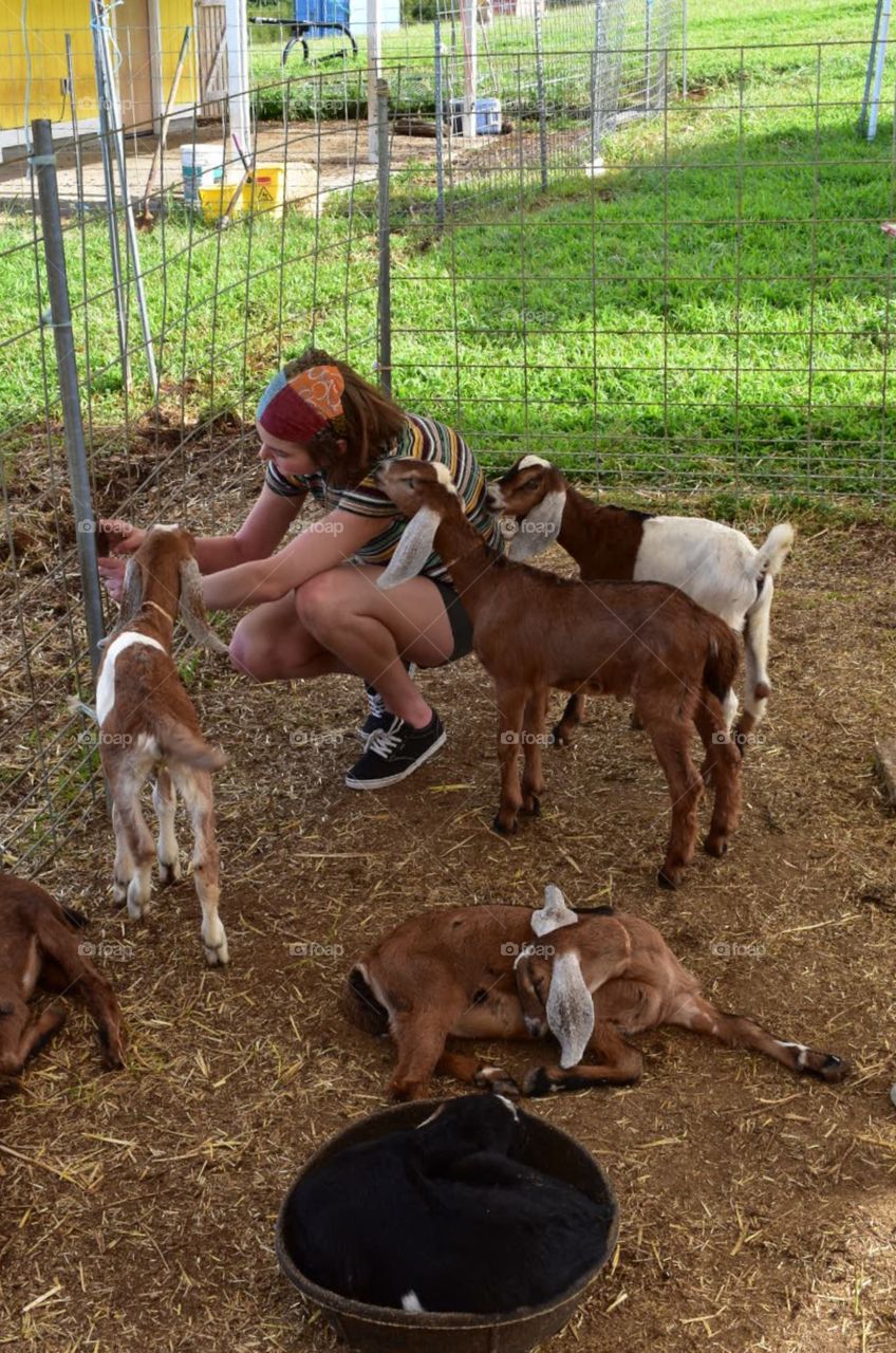 Goat selfie