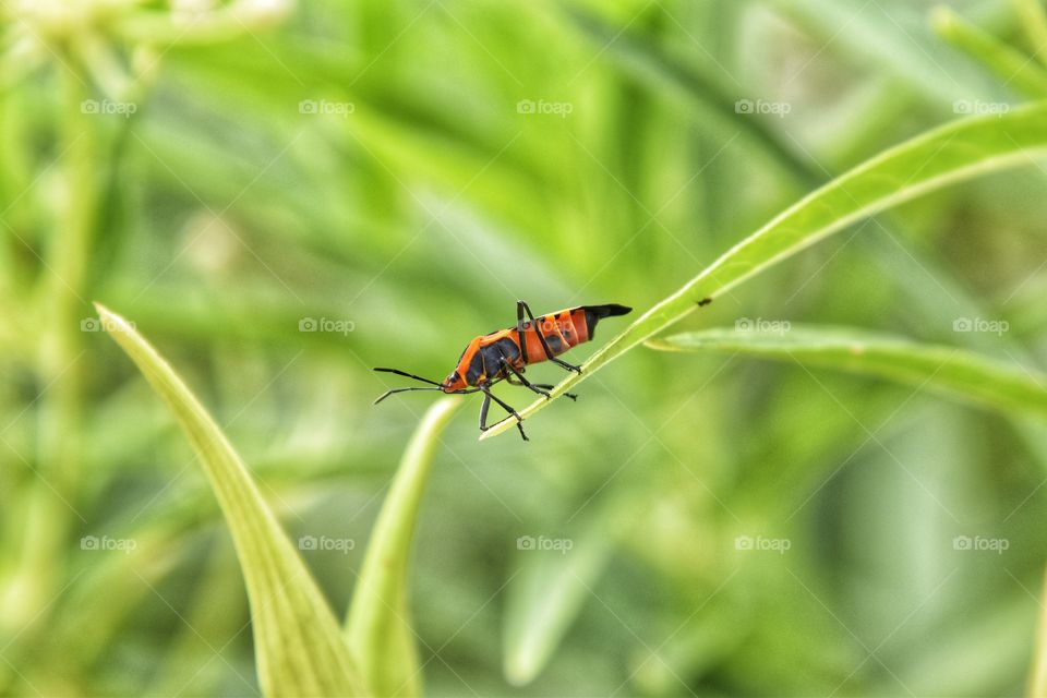 orange bug walking the grass blade
