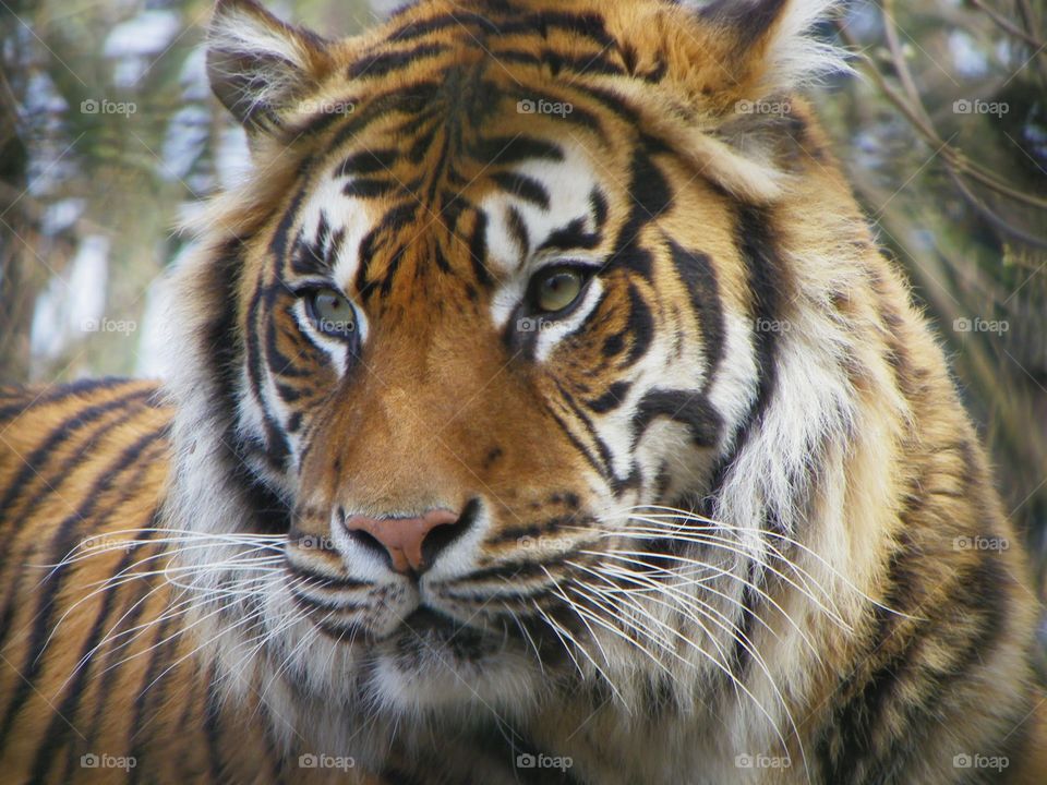 Tiger Tiger. A gorgeous tiger from Welsh Mountain Zoo