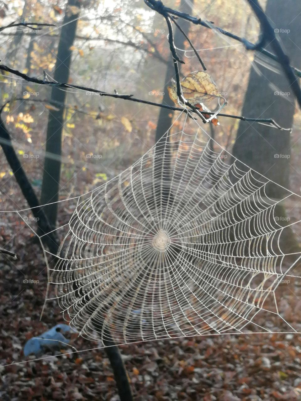 Spider Web