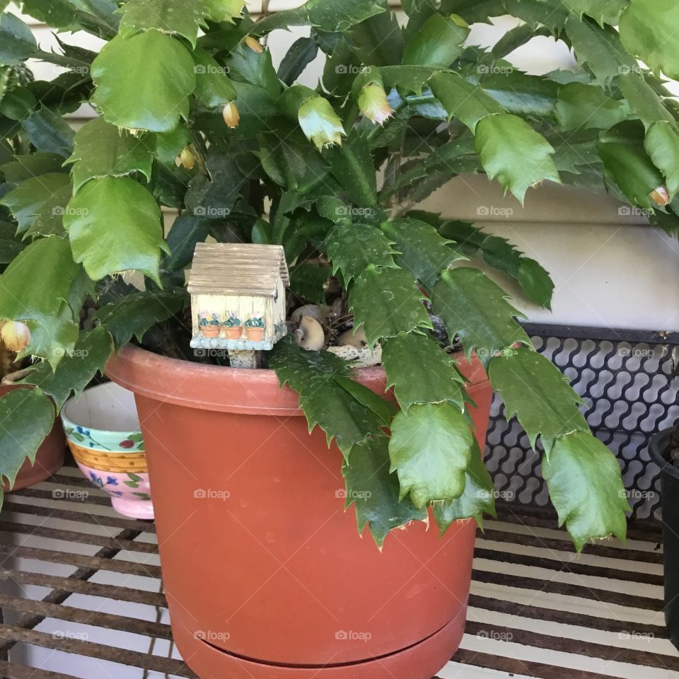 A Green Christmas plant with a ceramic house inside sits on the metal shelf