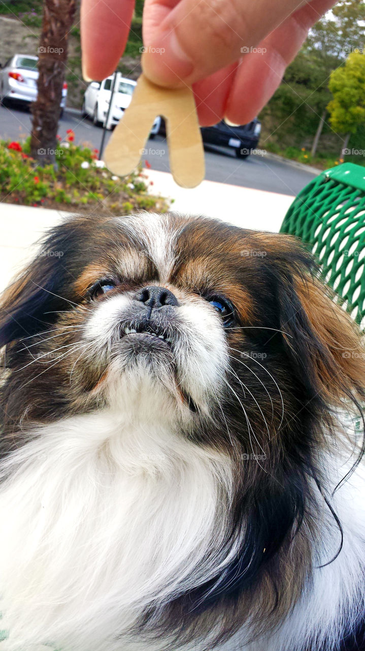 Pekingese dog eyes on the treat