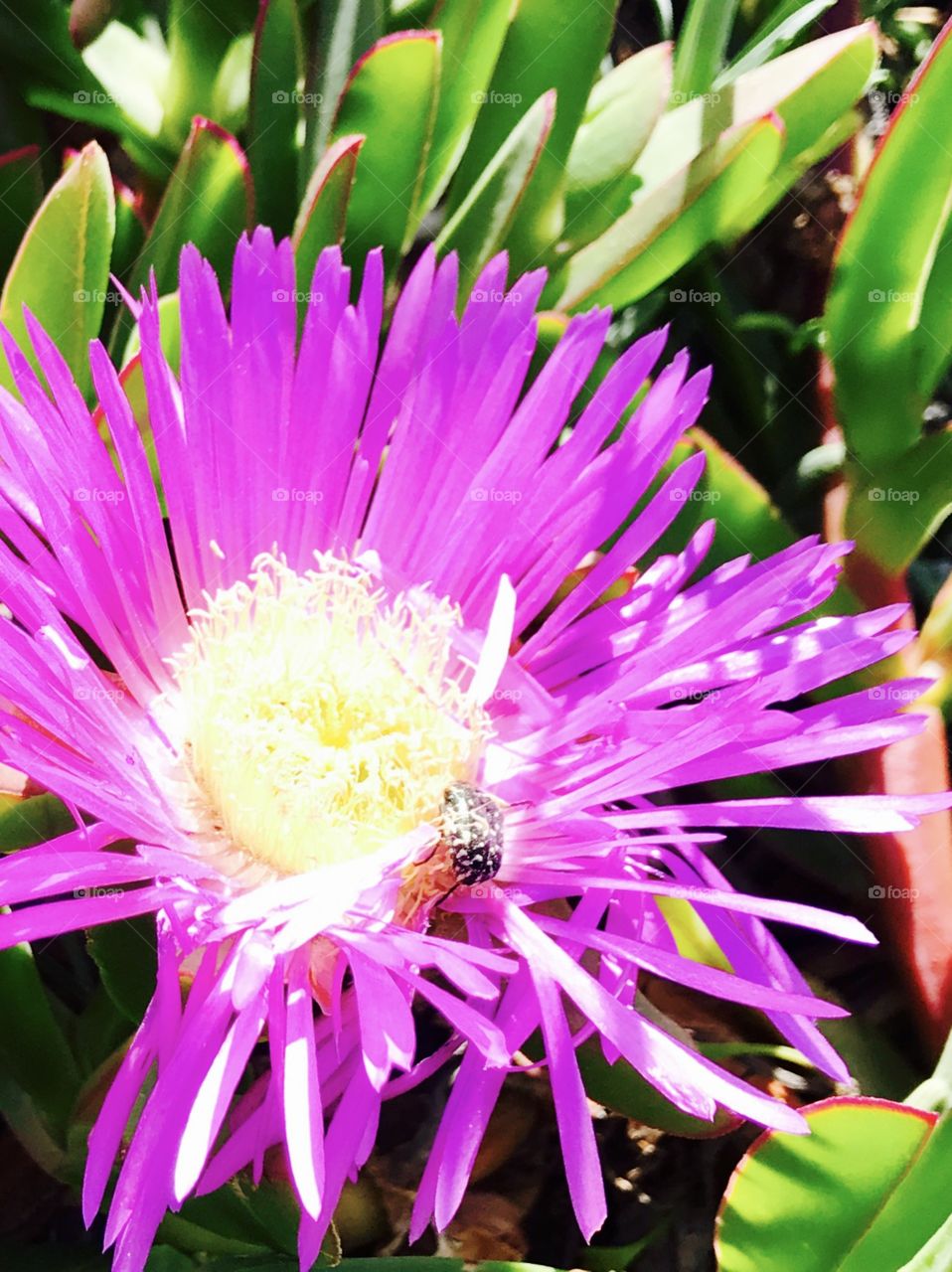 Macro shot, flower blooming , nature 