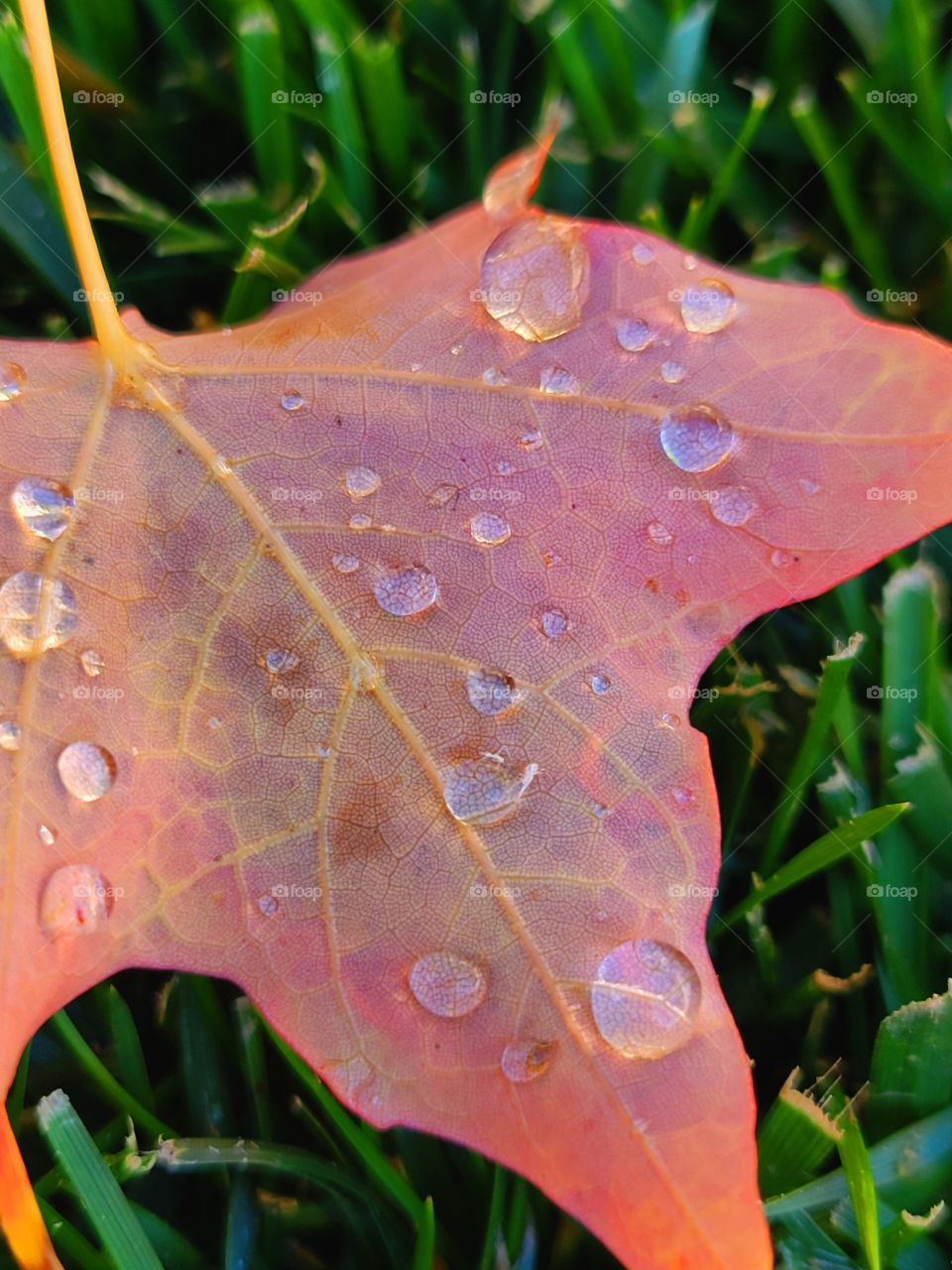 rain drops on fallen leaf