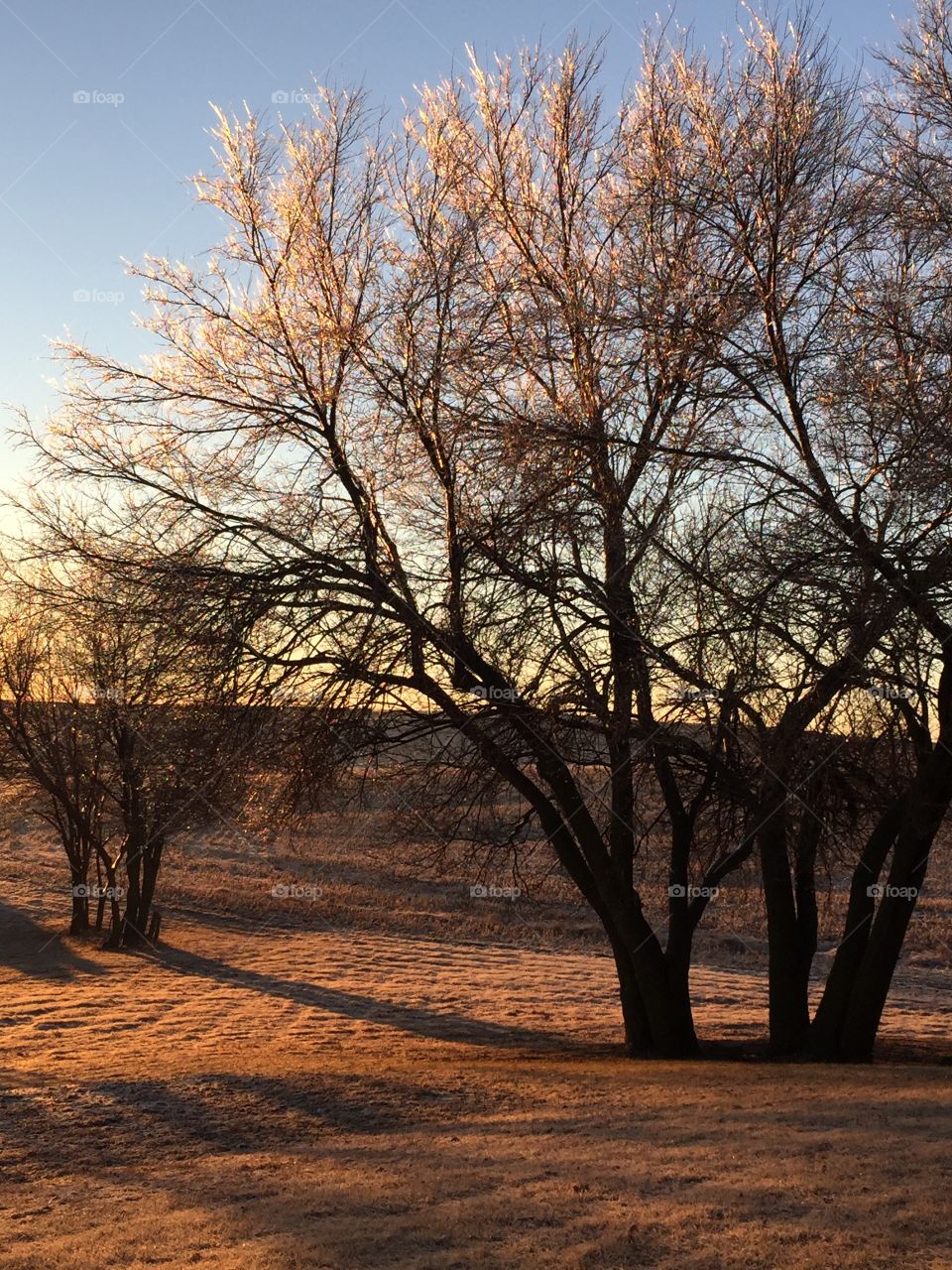 Winter Morning