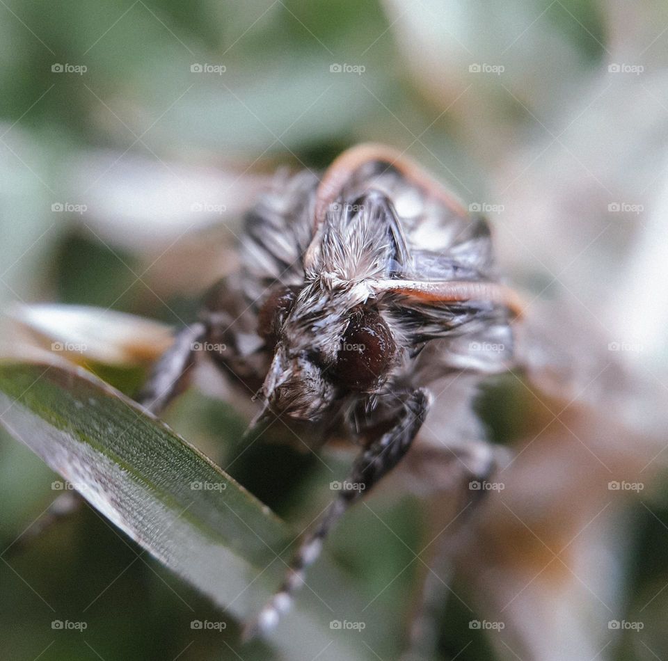 Macro photo of a moth after rain