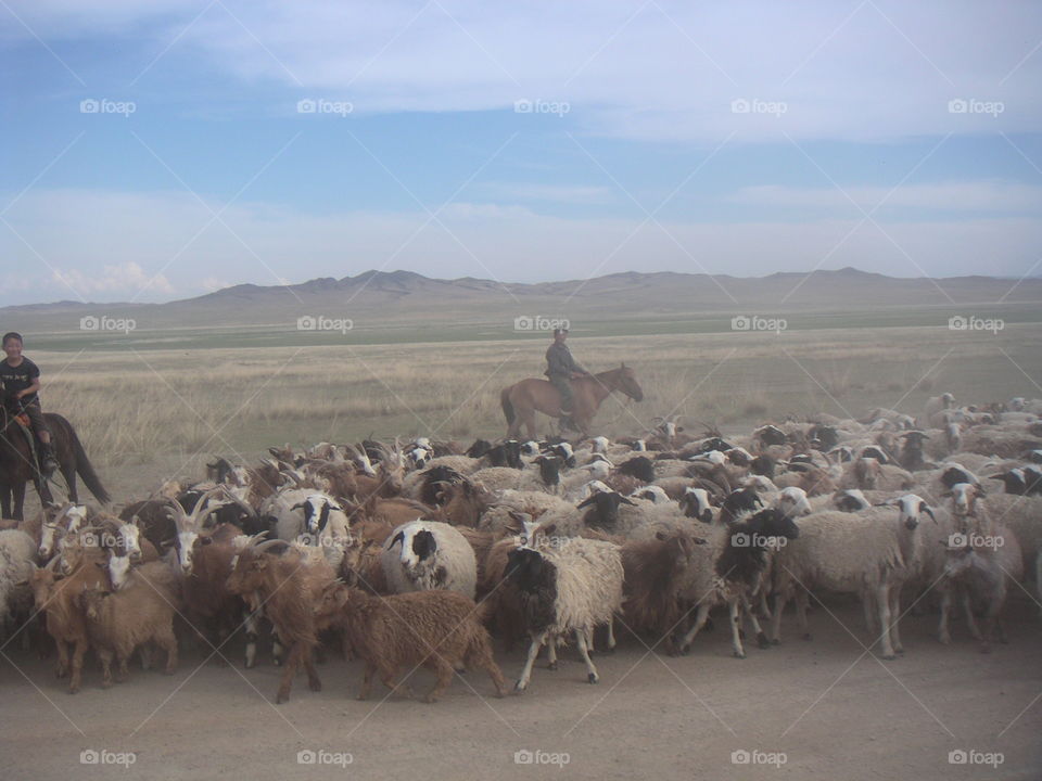 sheep boys in Mongolia