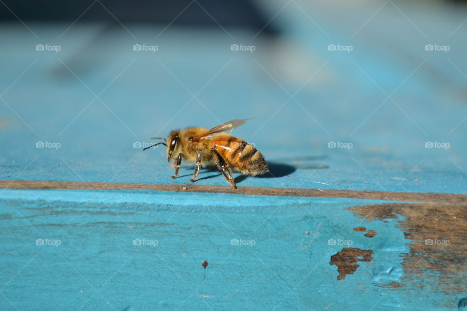 Lone honeybee on blue bench.