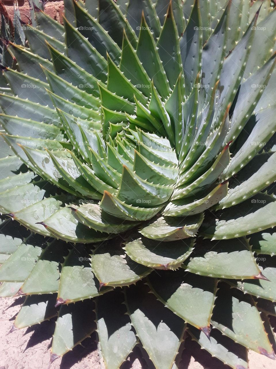A spiral picture of aloe Vera plant species.