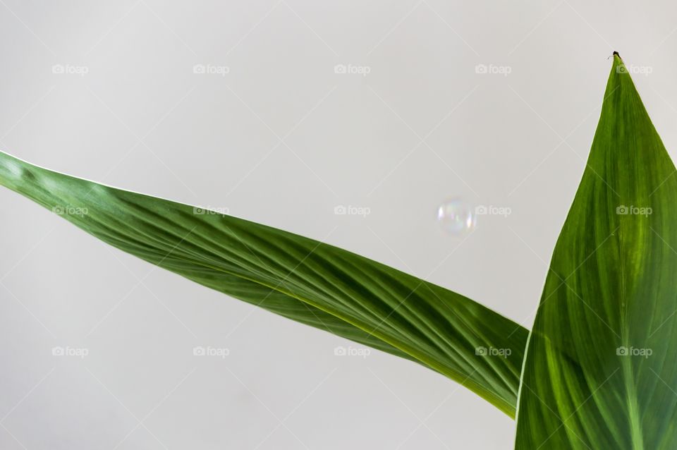 One bubble minimalism leaf of the canna plant geometric background 