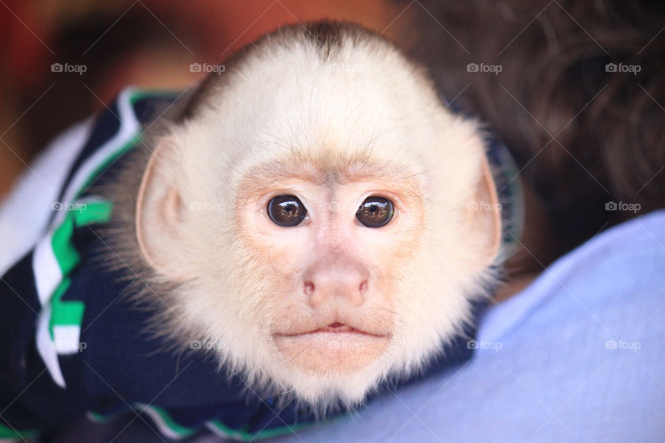 Capuchin 