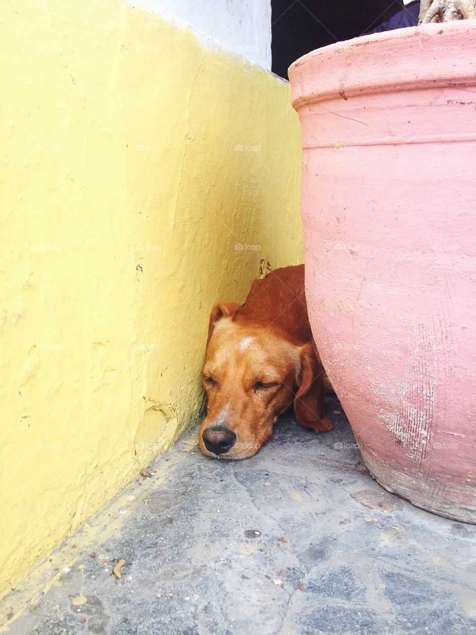 Havana dog 