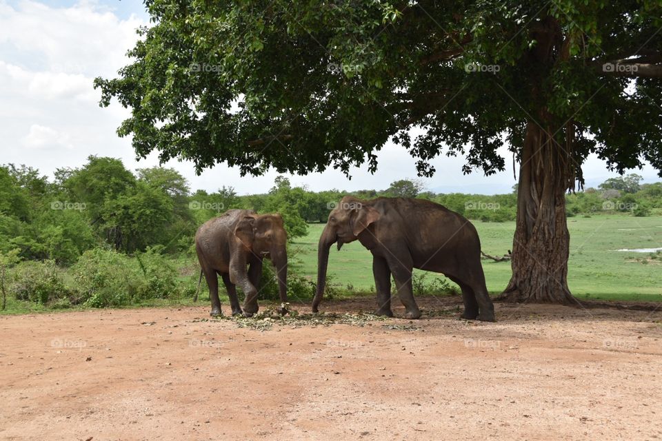 Elephants