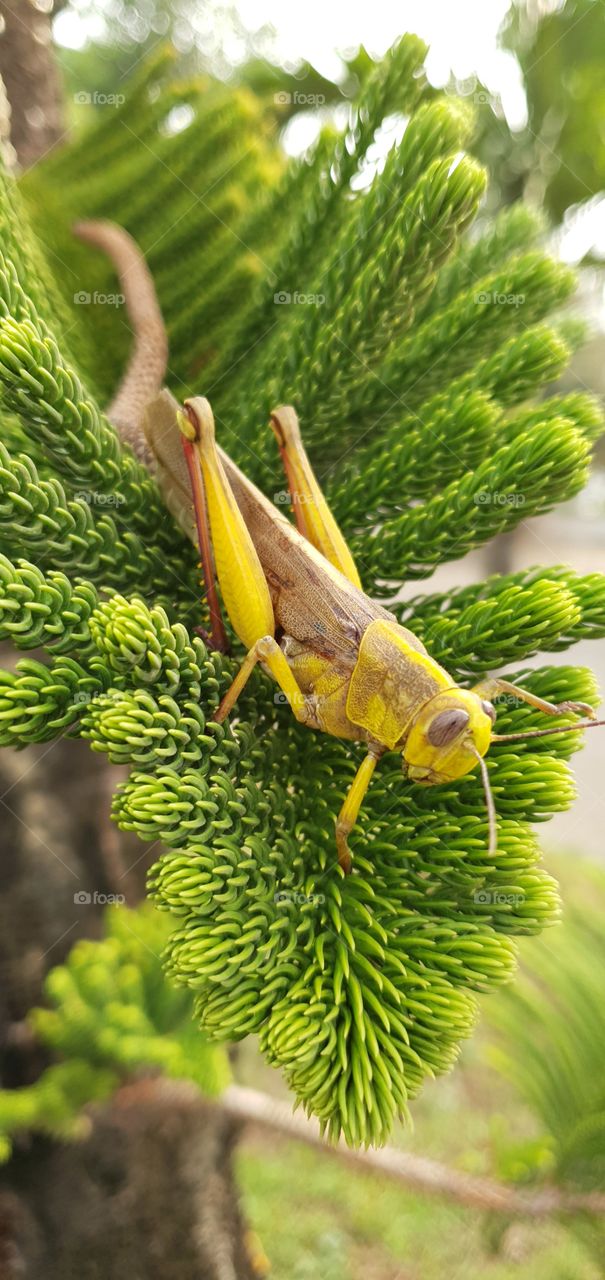 grasshopper on a pine tree leaf