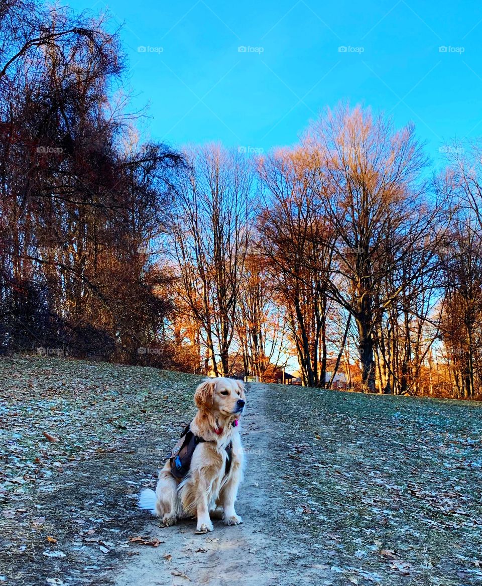 Dog, Fall, Nature, Pet, Park