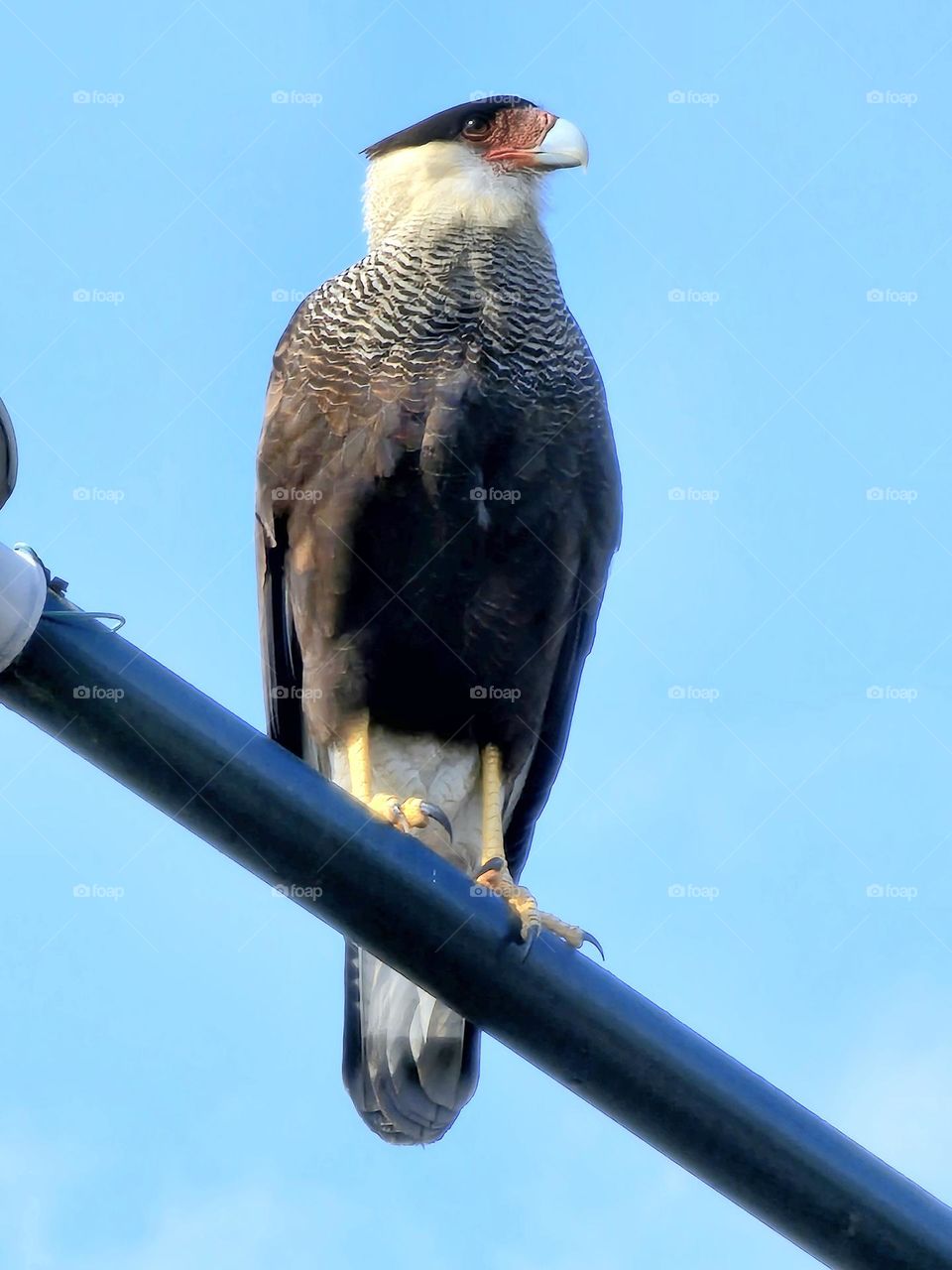 Caracara perched on street light