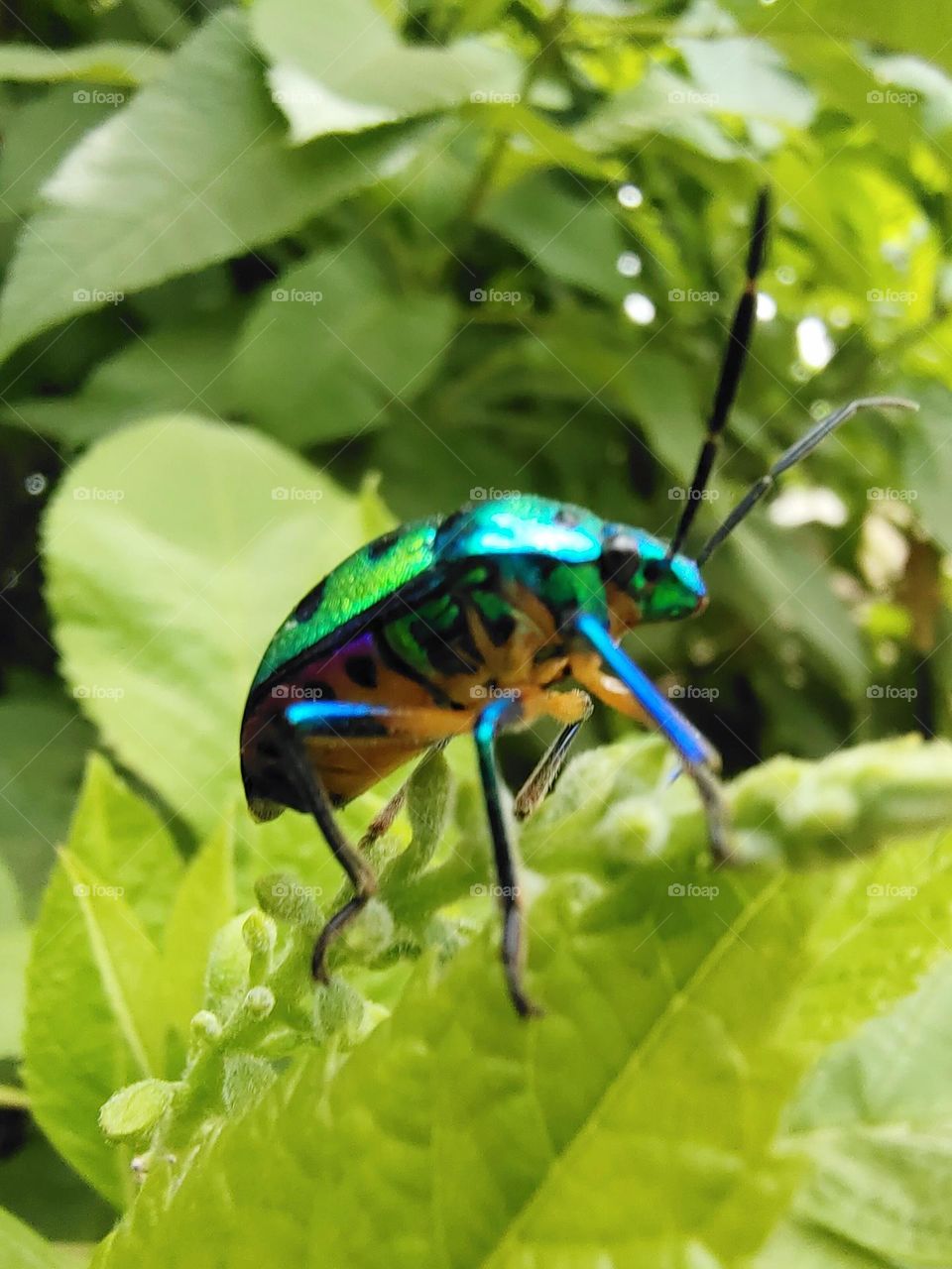 The color work of the gods