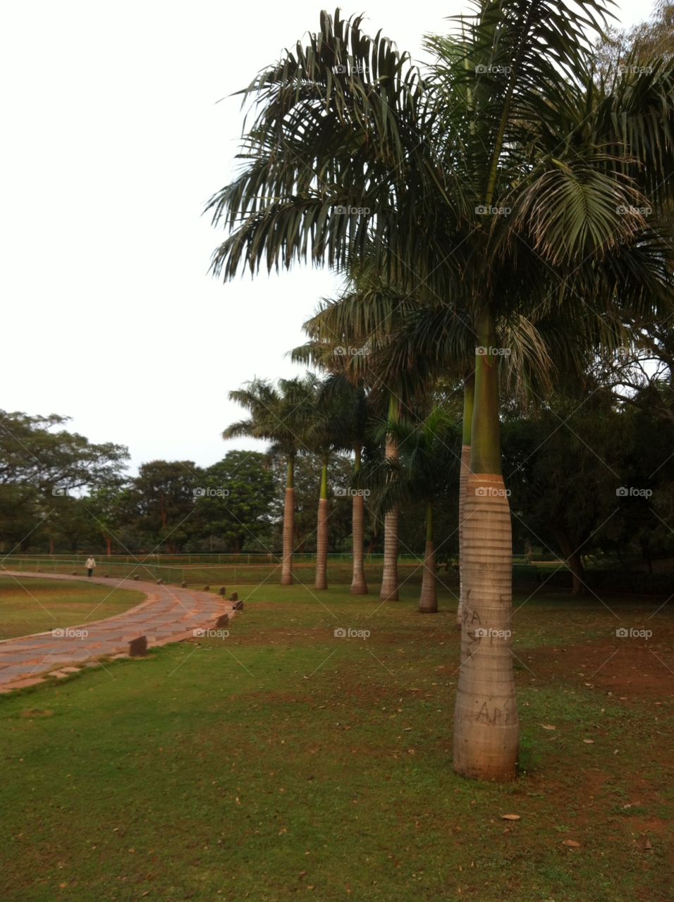 Trees on a line in park. 