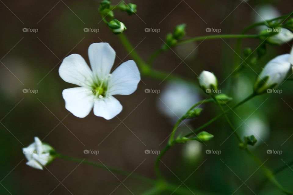 Isolated view of a Baby’s Breath blossom and bud against a dark background 