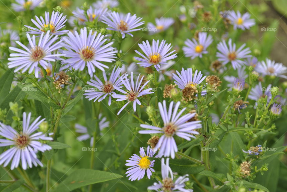 Belgian asters